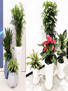 北仑植物出租哪家好